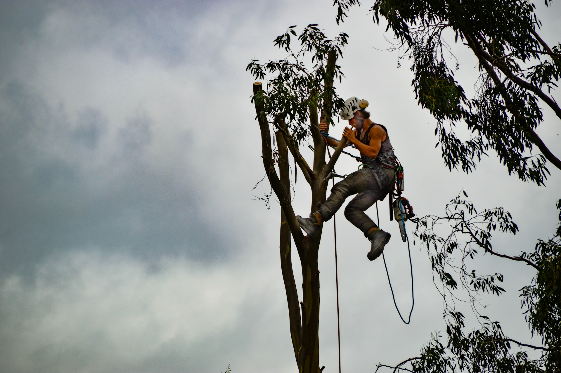 tree surgeon