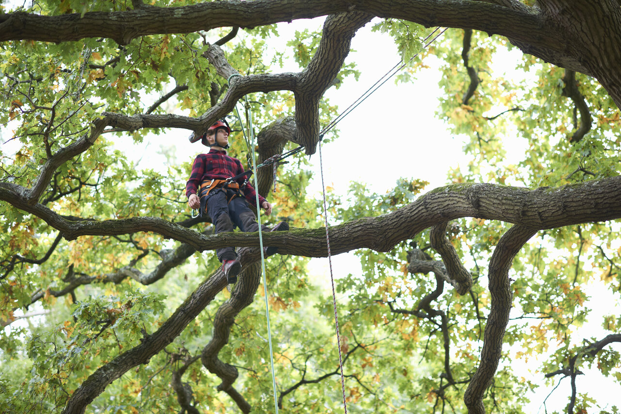 tree care