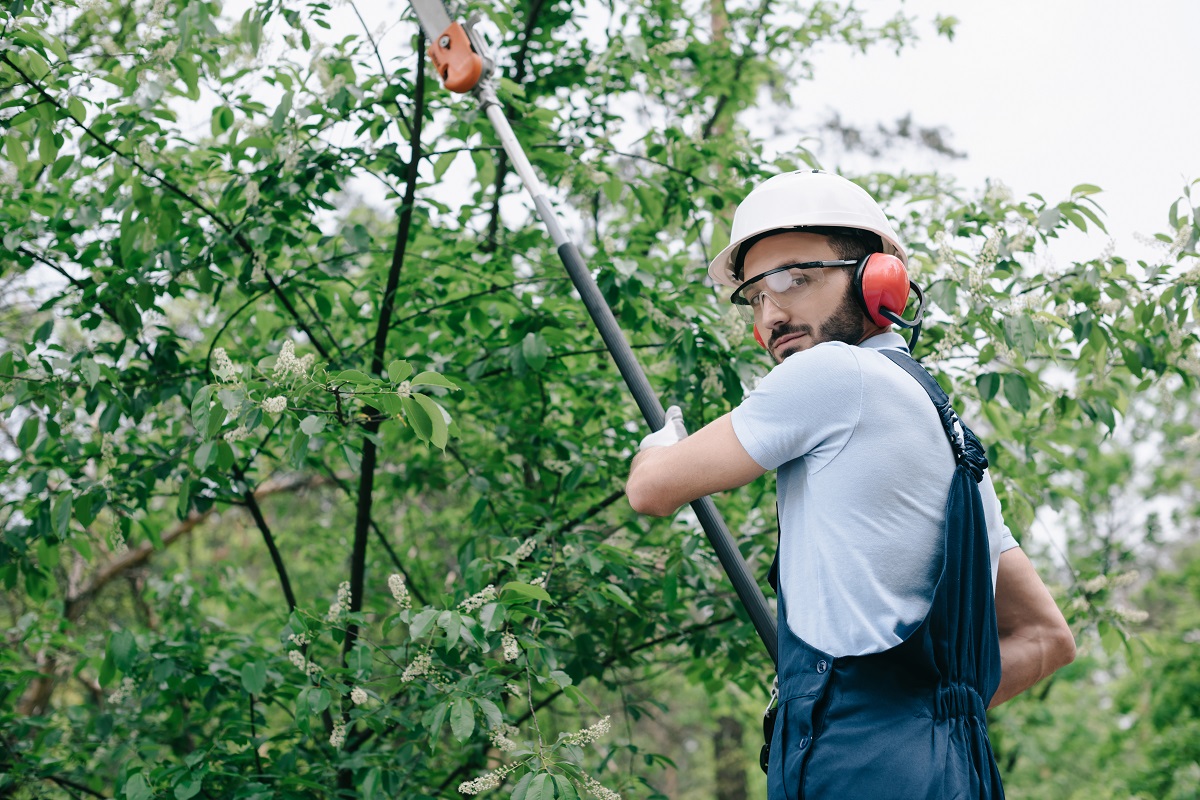 tree service