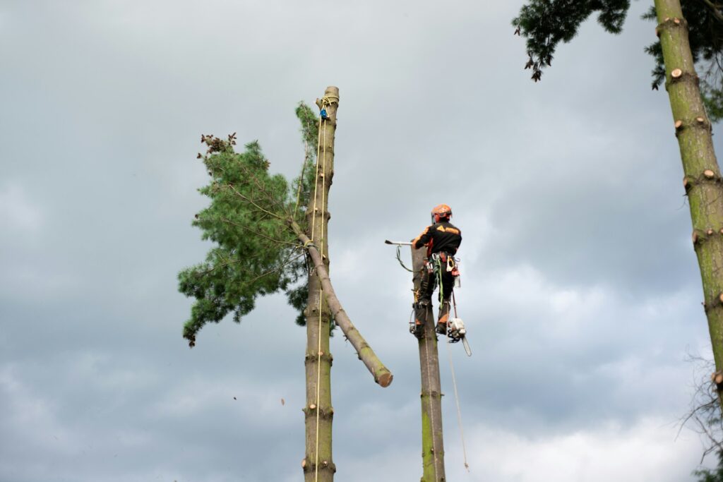 Regular Tree Trimming