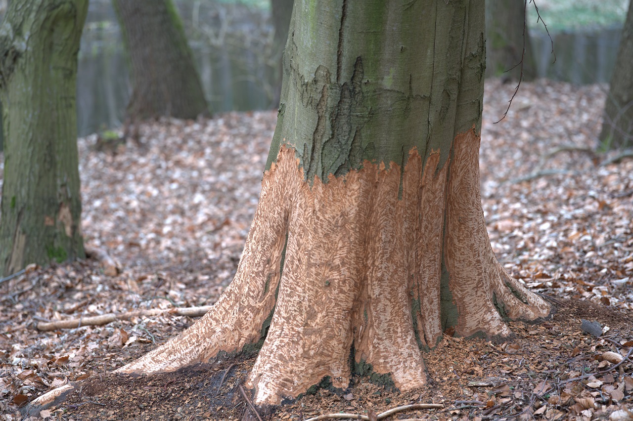 tree disease