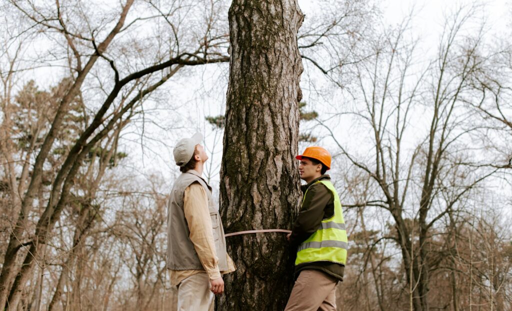 Tree Maintenance