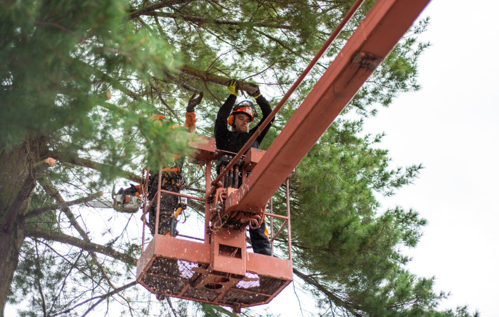 Regular-Tree-Trimming