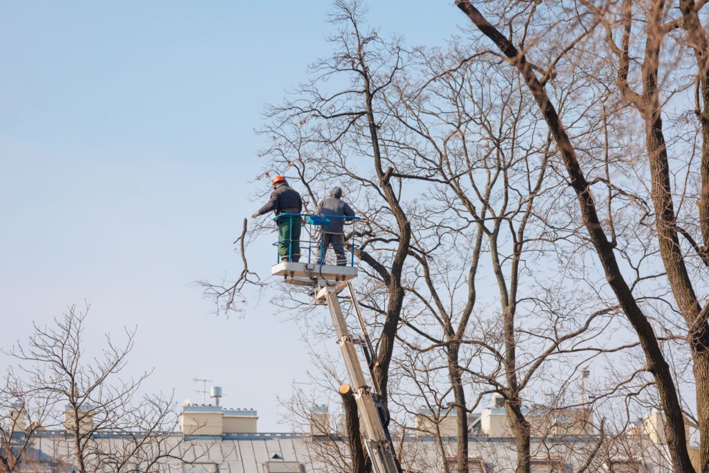 Tall Tree Trimming