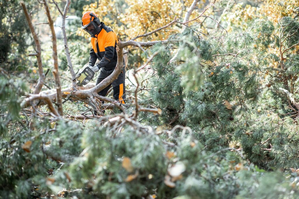 professional arborist