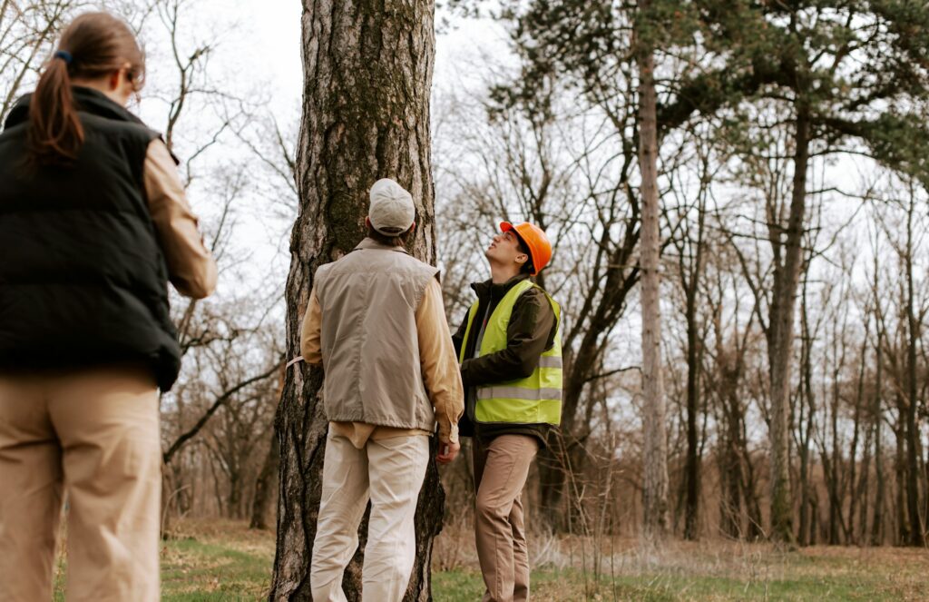 Tree Inspections