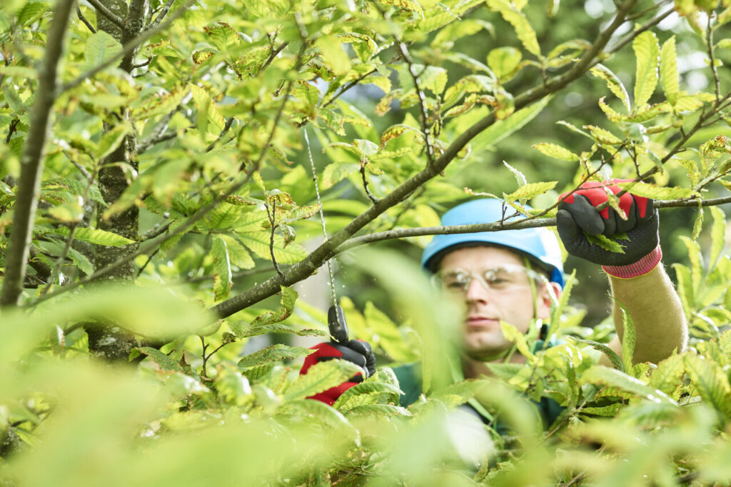 tree pruning