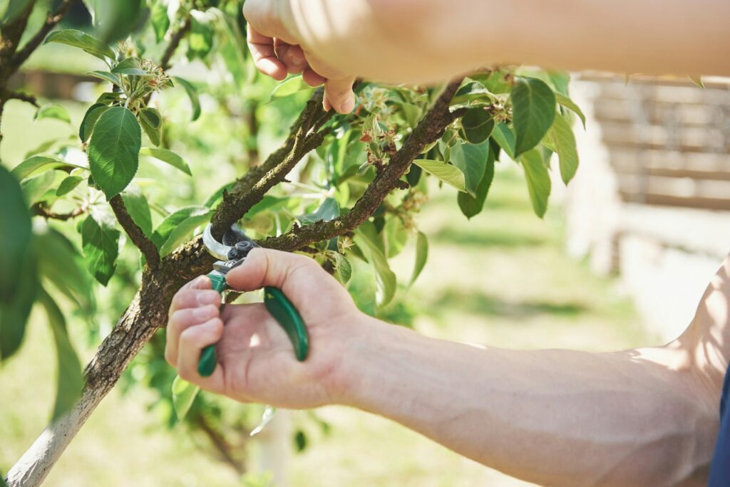 Tree Pruning