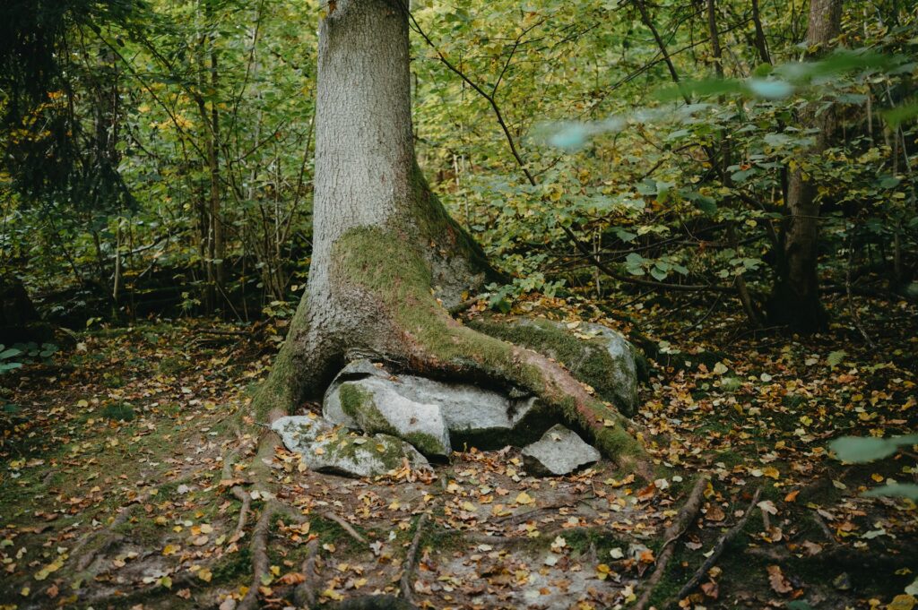 overgrown tree
