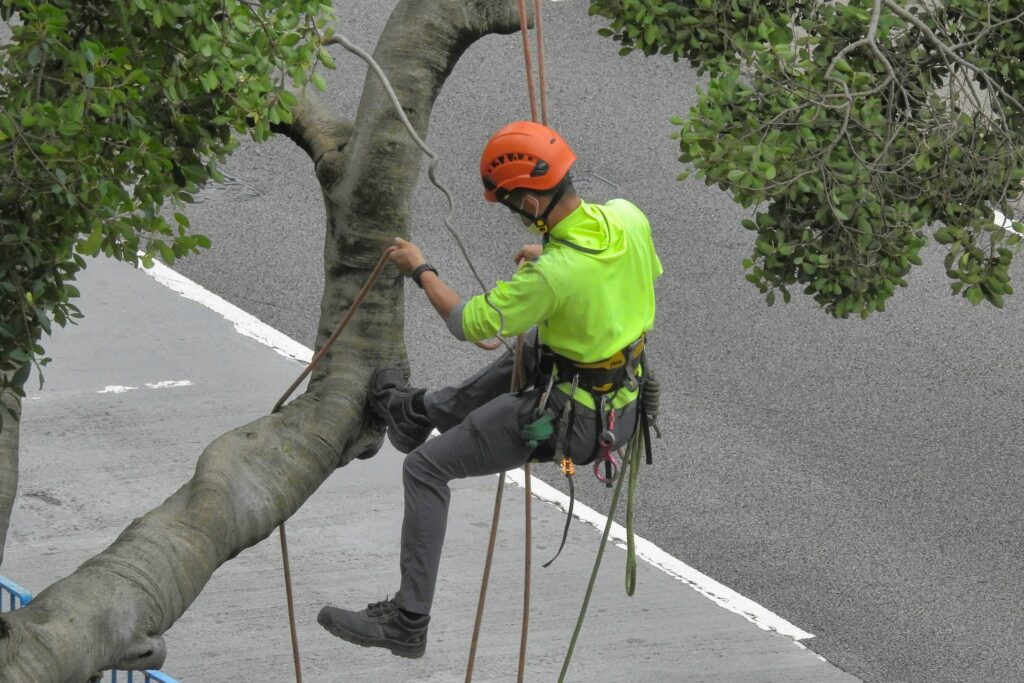 Essential Tree Trimming for Property Safety