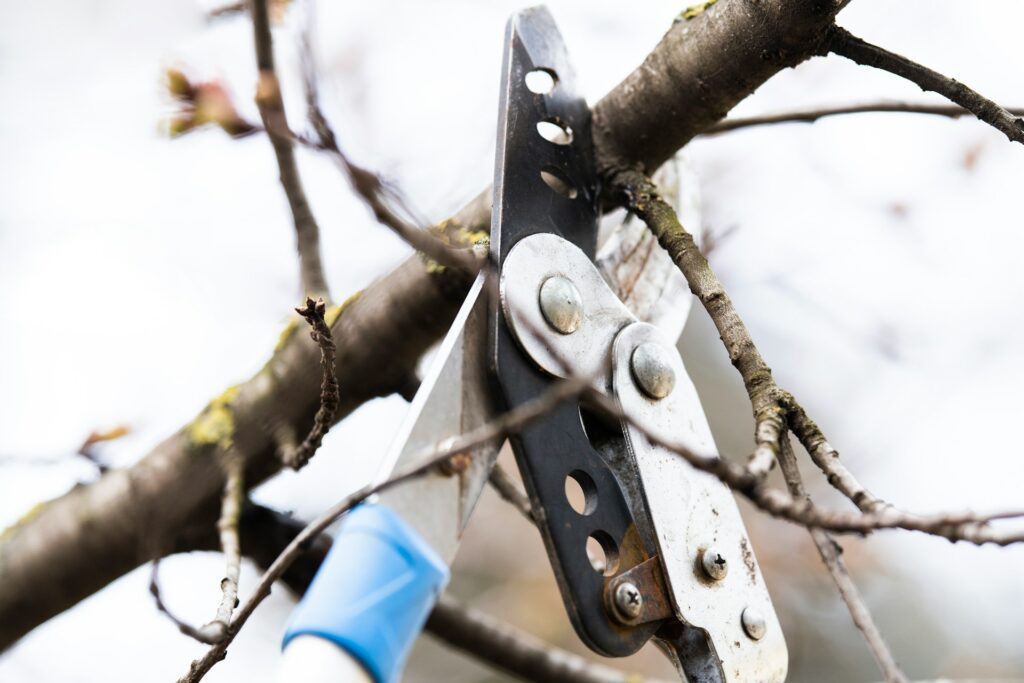 Tree Trimming