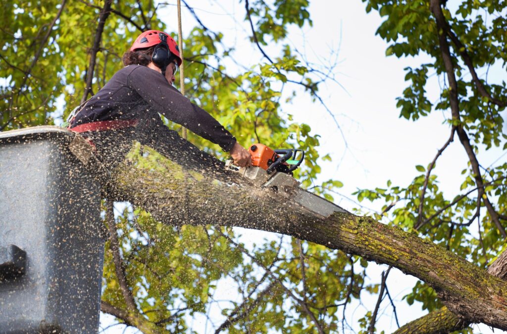 tree pruning