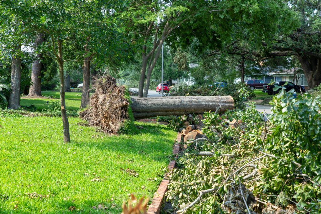 Lot Clearing
